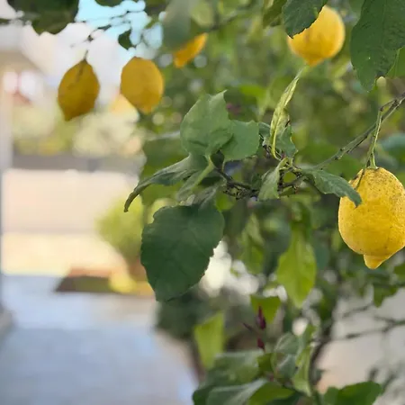 Spacious Chic Apartman Zadar